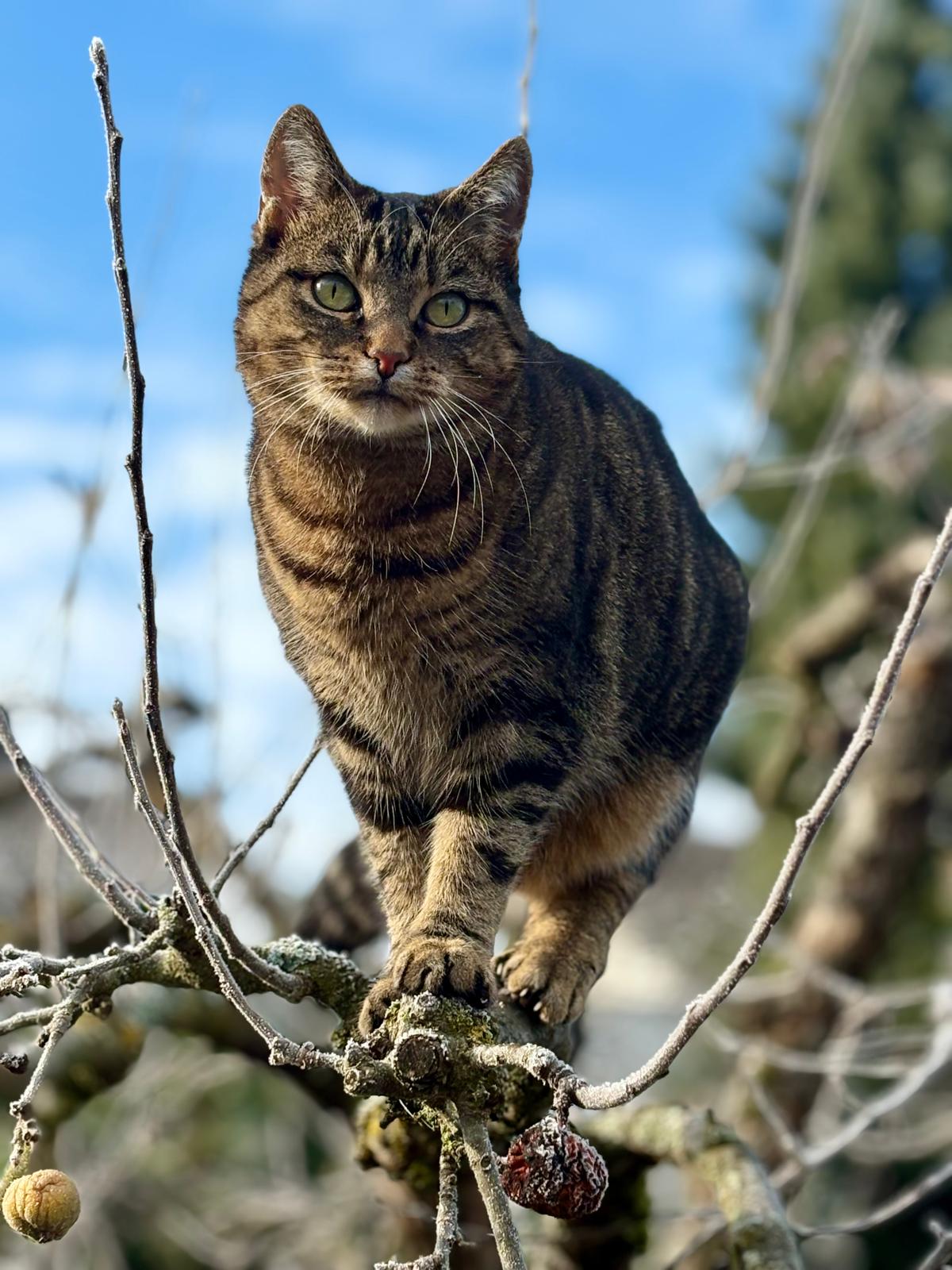 Carmen Schell's cat