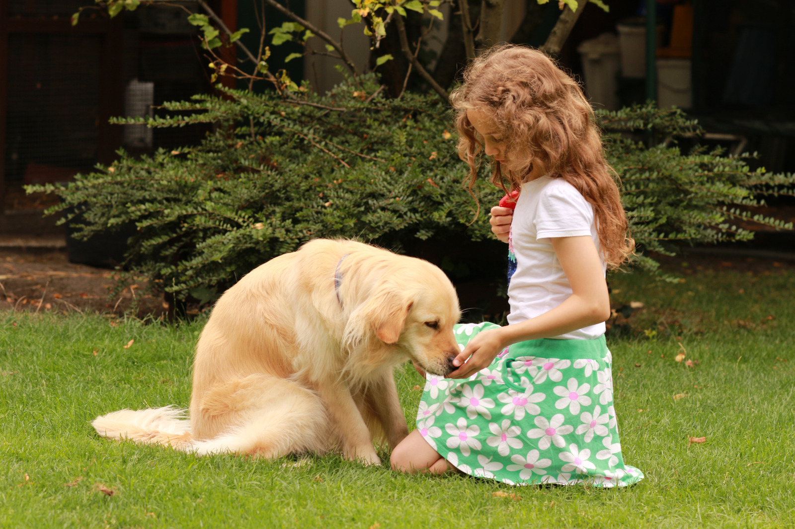A child gently bonding with a calm golden retriever in a garden
