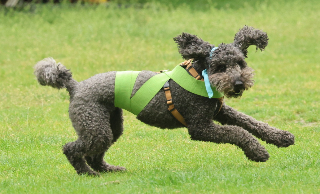Happy dog running outdoors