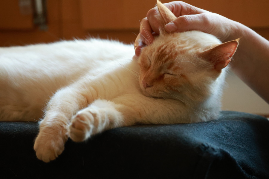 Relaxed cat being gently stroked