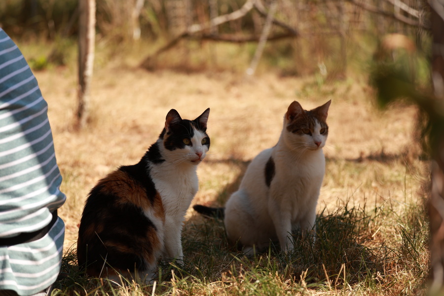 Shelter cats watching
